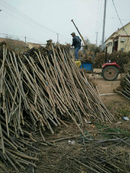 山東東營絨毛白蠟價格上漲